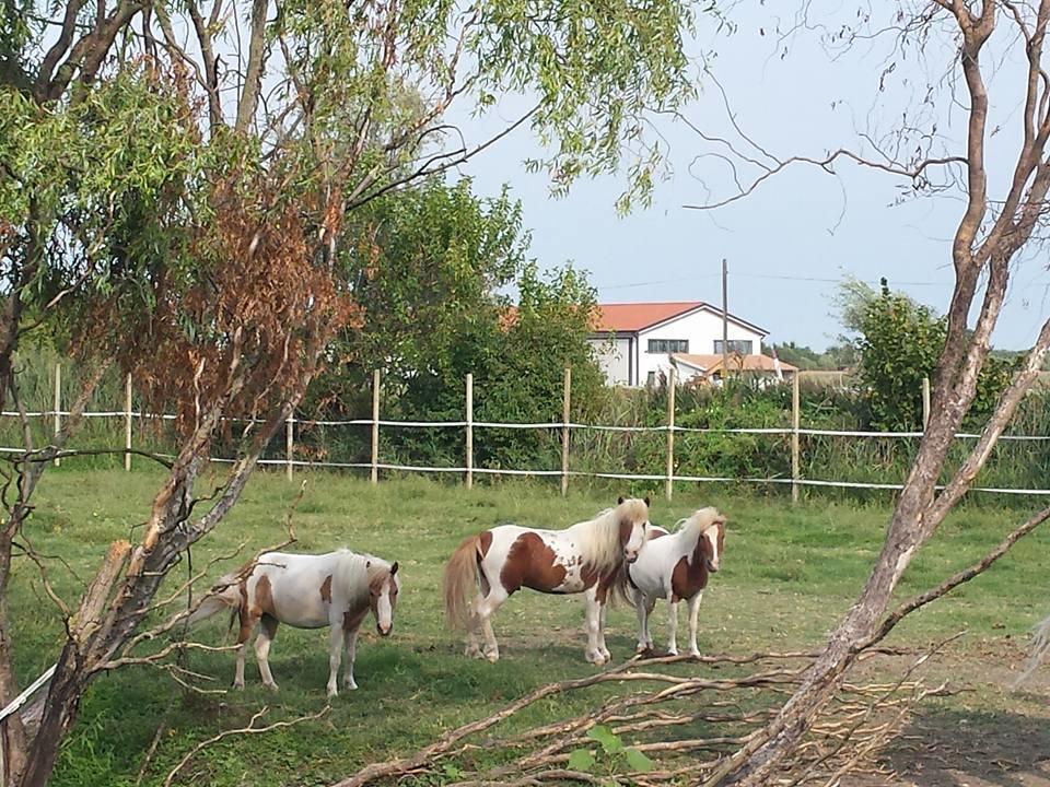 Quadrifoglio Relax Guest House San Dona di Piave Luaran gambar